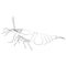 aquarium neocaridina freshwater shrimp atyidae, caridina aquatic animal contour lines hand drawn illustration