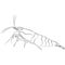 aquarium neocaridina freshwater shrimp atyidae, caridina aquatic animal contour lines hand drawn illustration