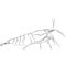 aquarium neocaridina freshwater shrimp atyidae, caridina aquatic animal contour lines hand drawn illustration