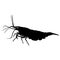 aquarium neocaridina freshwater shrimp atyidae, caridina aquatic animal realistic silhouette