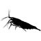 aquarium neocaridina freshwater shrimp atyidae, caridina aquatic animal realistic silhouette