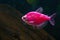 Aquarium with pink colored glofish.