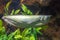 Aquarium Plant and Fish Arowana.