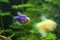 Aquarium with purple colored glofish.