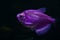 Aquarium with purple colored glofish.