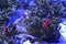 ,Aquarium red shrimp swim near reefs and stones