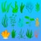 Aquarium seaweed and sea plants