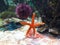 Aquarium Starfish Urchin