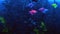 Aquarium Ternetia Glo float in blue light