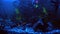 aquarium Ternetia Glo float in blue light