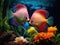 Aquarium - tropical discus fish