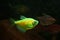 Aquarium with yellow colored glofish.