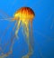 Aquarium with yellow jellyfish