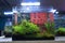 Aquascape and terrarium design with group of small fish in a small glass aquarium.