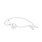 Aquatic Animals Dugong Drawing Illustration.
