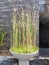 Aquatic bamboo plants Equisetum hyemale  in pots