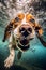 Aquatic Beagle Fun with Under Water Swimming