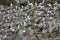 Aquatic birds, Ballestas islands, Peru