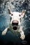 Aquatic Bull Terrier Dog Fun with Under Water Swimming