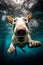 Aquatic Bull Terrier Dog Fun with Under Water Swimming