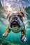 Aquatic Bulldog Dog Fun with Under Water Swimming
