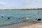 Aquatic canine fun at a dog park beach