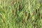 Aquatic Cattail Plants in a Marsh