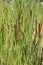 Aquatic Cattail Plants in a Marsh