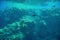 Aquatic Deep Seabed Underwater Background