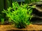 Aquatic fern Microsorum pteropus â€“ Windelov isolated on a fish tank with blurred background