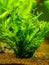 Aquatic fern Microsorum pteropus â€“ Windelov isolated on a fish tank with blurred background