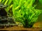 Aquatic fern Microsorum pteropus â€“ Windelov isolated on a fish tank with blurred background