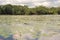 Aquatic flowers at isla de las flores on river Dulce near Livin