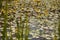 Aquatic fringed water lily on a swamp surface