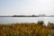 Aquatic grass in lake on sunny winter day