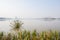 Aquatic grass at lakeside with city in distance on sunny winter