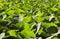 Aquatic green plants leaves forest in Sao Miguel, Azores. Portug