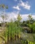 Aquatic Green plants in a pond