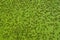 Aquatic green weed texture