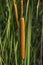 Aquatic Herbaceous Plant Typha