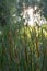 Aquatic Herbaceous Plant Typha