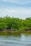 Aquatic mangrove forest in the biosphere of Sian Ka`an