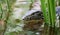 Aquatic monitor lizard in Bali Indonesia, large unique reptile.