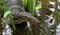 Aquatic monitor lizard in Bali Indonesia, large unique reptile.