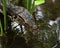 Aquatic monitor lizard in Bali Indonesia, large unique reptile.