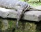 Aquatic monitor lizard in Bali Indonesia, large unique reptile.