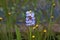 Aquatic plant with beautiful blue flowers. Stem with curl. Sao Paulo Botanical Garden