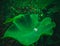 Aquatic plant colocasia esculenta with natural water drop beautiful look