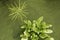 Aquatic plant floating in a pond seen from above. green background