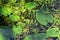 Aquatic plant leaves floating on water surface